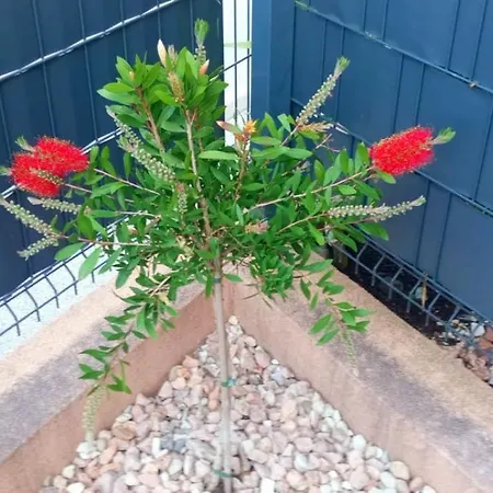 Casa Bruno Apartmán